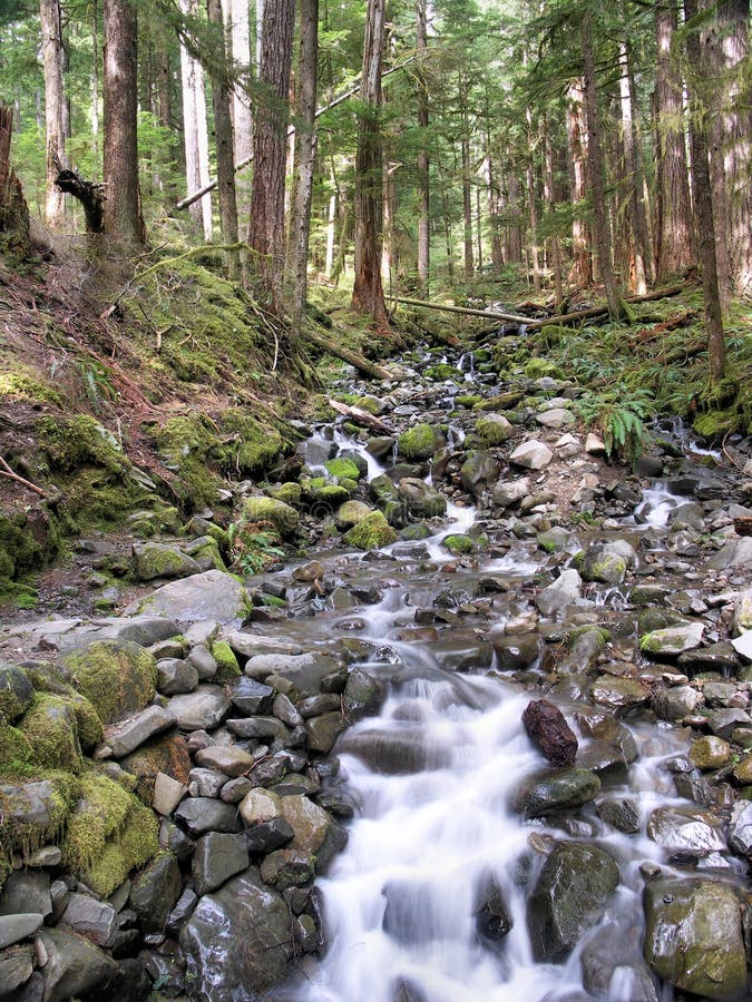 Bosque Del Estado De Oregon Foto de archivo Imagen de plata, hermoso