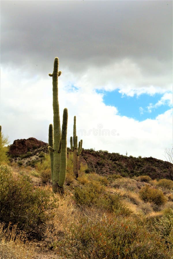 Bosque del Estado de Tonto, Arizona U S Ministerio de Agricultura imagenes de archivo Bosque del Estado de Tonto, Arizona U S Ministerio de Agricultura imagenes de archivo