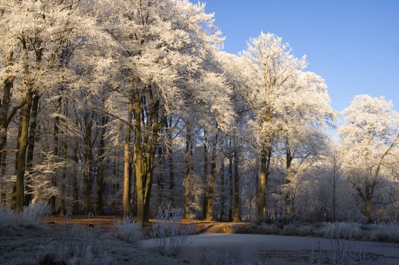 Bosque del invierno fotografía de archivo libre de regalías Bosque del invierno fotografía de archivo libre de regalías