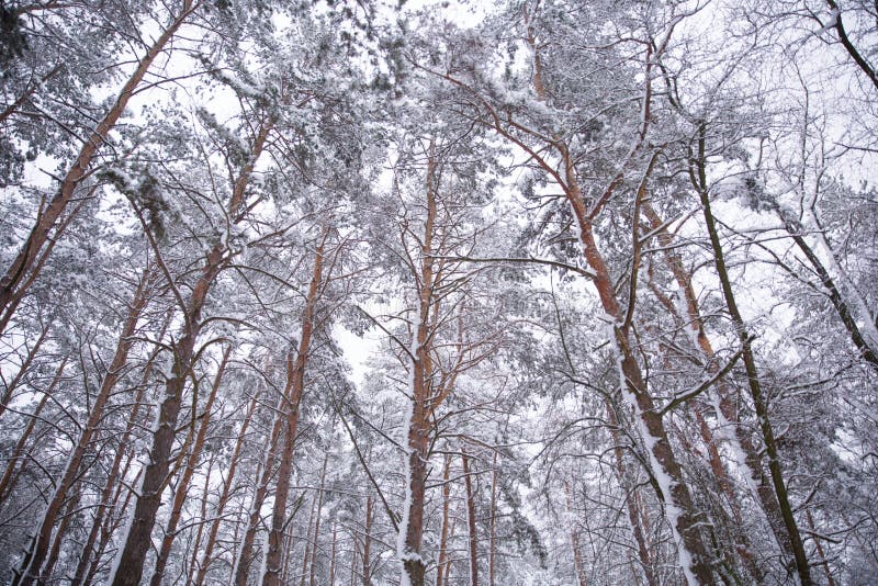 Bosque del invierno con nieve en árboles imagen de archivo Bosque del invierno con nieve en árboles imagen de archivo