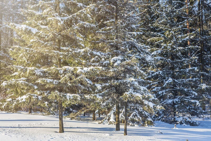 Bosque del invierno el día soleado Árboles Nevado Tiempo de la Navidad Fondo de la naturaleza de Navidad imagenes de archivo Bosque del invierno el día soleado Árboles Nevado Tiempo de la Navidad Fondo de la naturaleza de Navidad imagenes de archivo