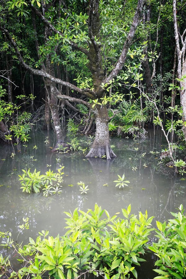Bosque del mangle