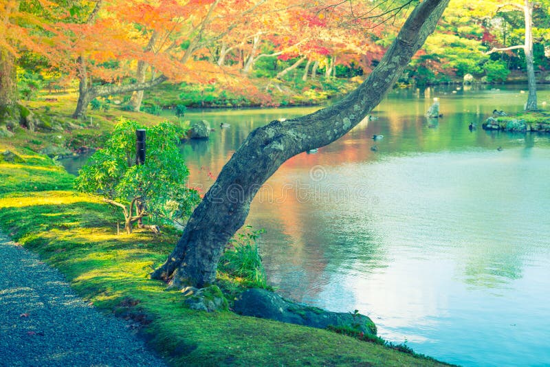 Bosque del otoño con el río imagen de archivo Bosque del otoño con el río imagen de archivo
