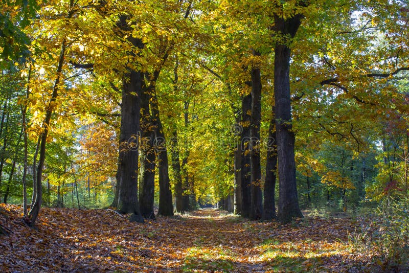 Bosque del otoño en el parque nacional De hoge Veluwe, Netherla fotos de archivo libres de regalías Bosque del otoño en el parque nacional De hoge Veluwe, Netherla fotos de archivo libres de regalías