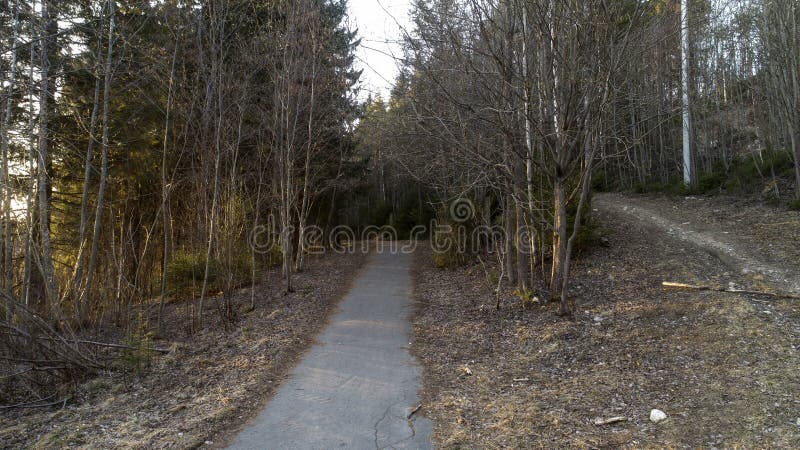 Bosque del pino al principio de la primavera Bosque después del paisaje del invierno imagenes de archivo Bosque del pino al principio de la primavera Bosque después del paisaje del invierno imagenes de archivo
