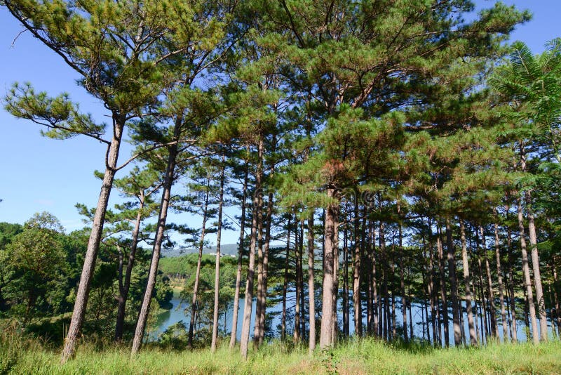 Bosque del árbol de pino fotografía de archivo Bosque del árbol de pino fotografía de archivo