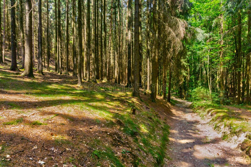 Bosque en el karst de Moravian cerca del pueblo de Krasova foto de archivo libre de regalías Bosque en el karst de Moravian cerca del pueblo de Krasova foto de archivo libre de regalías