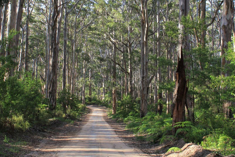 Forest in the South West of Australia in the Margaret River region Western Australia. Forest in the South West of Australia in the Margaret River region Western Australia.