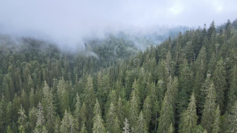 Bosque en las montañas. vista aérea de las montañas carpáticas en otoño. ucrania