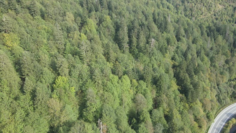 Bosque en las montañas. vista aérea de las montañas carpáticas en otoño. ucrania