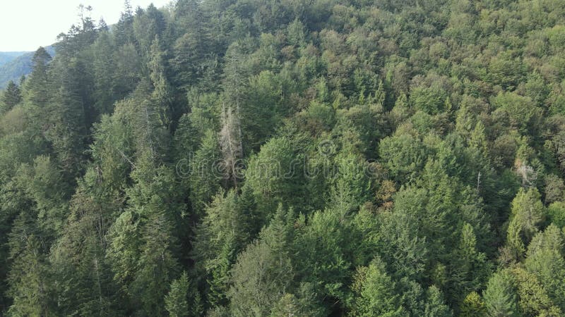 Bosque en las montañas. vista aérea de las montañas carpáticas en otoño. ucrania