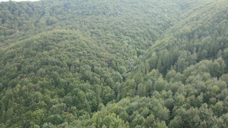 Bosque en las montañas. vista aérea de las montañas carpáticas en otoño. ucrania