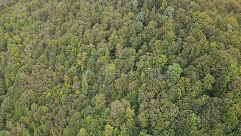 Bosque en las montañas. vista aérea de las montañas carpáticas en otoño. ucrania