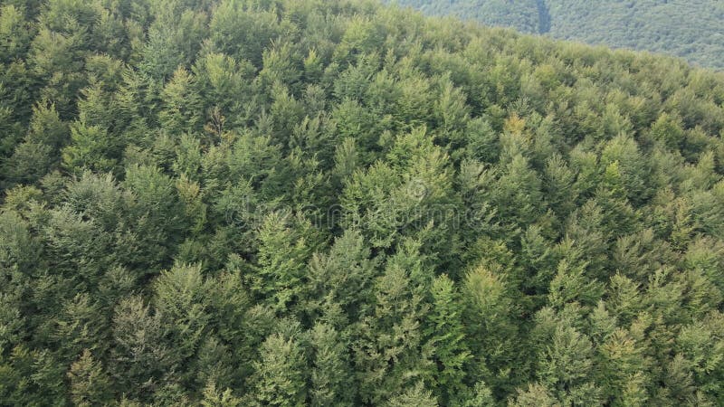 Bosque en las montañas. vista aérea de las montañas carpáticas en otoño. ucrania