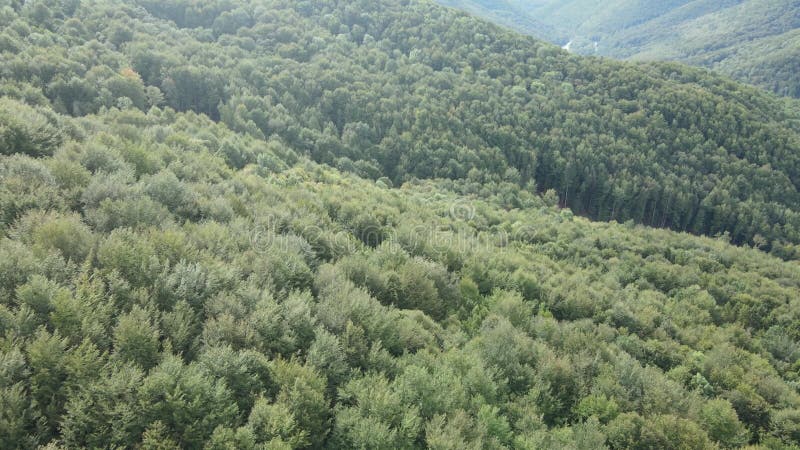 Bosque en las montañas. vista aérea de las montañas carpáticas en otoño. ucrania