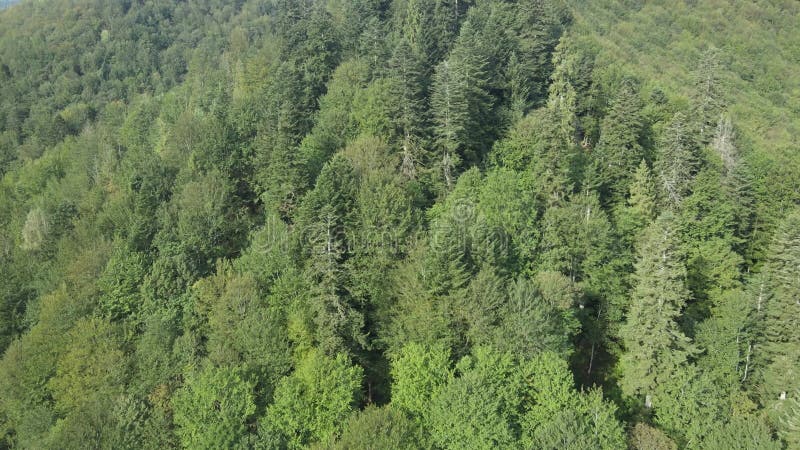 Bosque en las montañas. vista aérea de las montañas carpáticas en otoño. ucrania