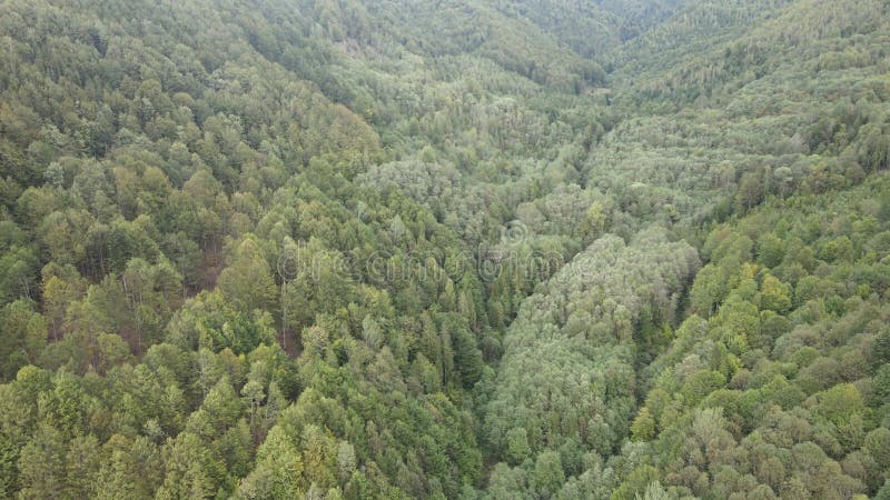 Bosque en las montañas. vista aérea de las montañas carpáticas en otoño. ucrania