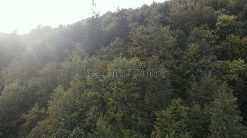 Bosque en las montañas. vista aérea de las montañas carpáticas en otoño. ucrania