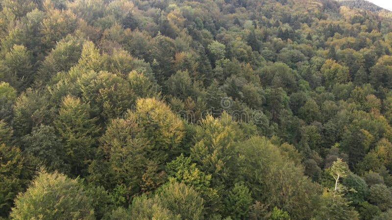 Bosque en las montañas. vista aérea de las montañas carpáticas en otoño. ucrania