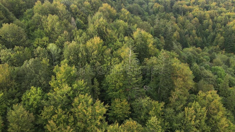 Bosque en las montañas. vista aérea de las montañas carpáticas en otoño. ucrania