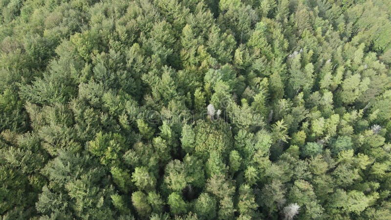 Bosque en las montañas. vista aérea de las montañas carpáticas en otoño. ucrania