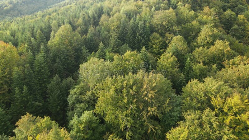 Bosque en las montañas. vista aérea de las montañas carpáticas en otoño. ucrania