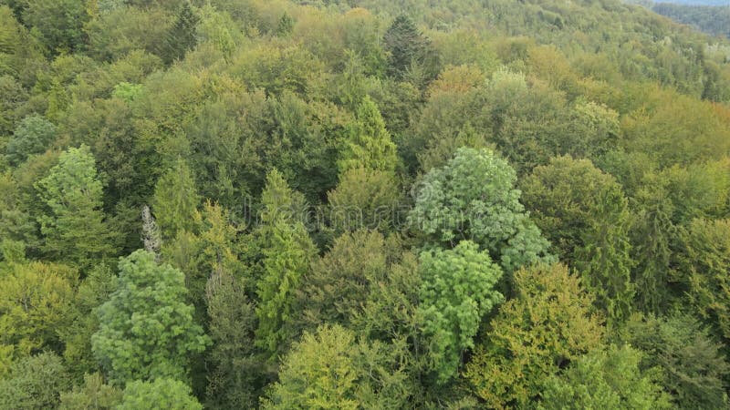 Bosque en las montañas. vista aérea de las montañas carpáticas en otoño. ucrania