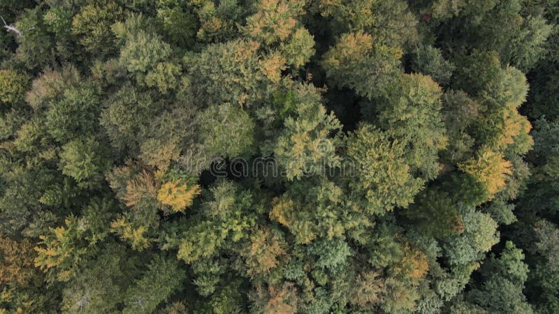 Bosque en las montañas. vista aérea de las montañas carpáticas en otoño. ucrania