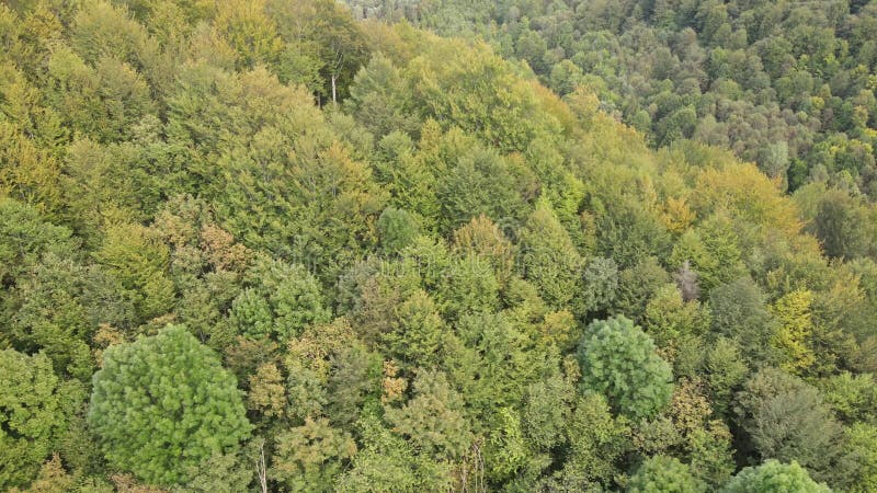 Bosque en las montañas. vista aérea de las montañas carpáticas en otoño. ucrania
