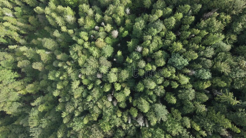 Bosque en las montañas. vista aérea de las montañas carpáticas en otoño. ucrania