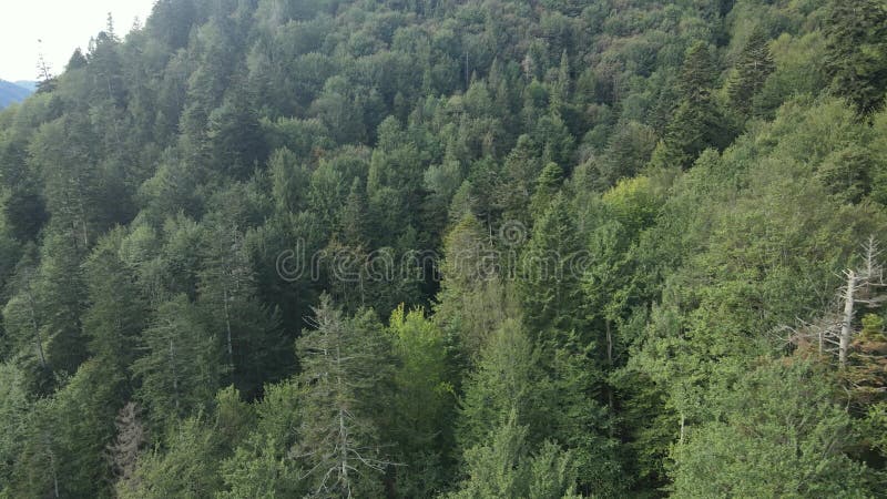 Bosque en las montañas. vista aérea de las montañas carpáticas en otoño. ucrania