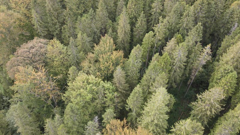 Bosque en las montañas. vista aérea de las montañas carpáticas en otoño. ucrania