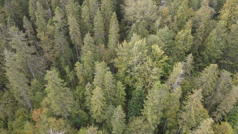 Bosque en las montañas. vista aérea de las montañas carpáticas en otoño. ucrania