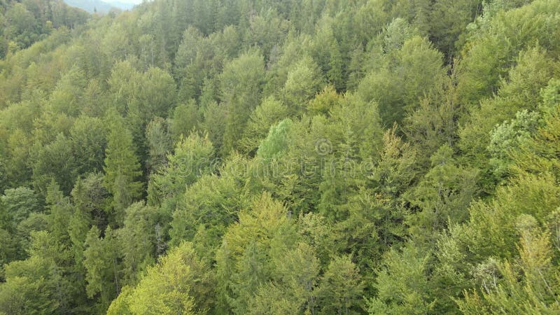 Bosque en las montañas. vista aérea de las montañas carpáticas en otoño. ucrania