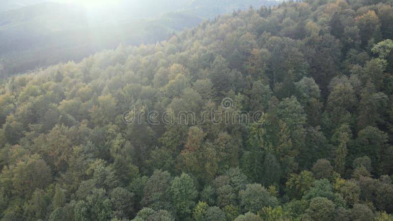 Bosque en las montañas. vista aérea de las montañas carpáticas en otoño. ucrania