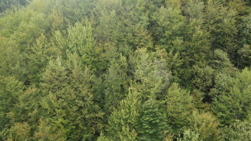 Bosque en las montañas. vista aérea de las montañas carpáticas en otoño. ucrania