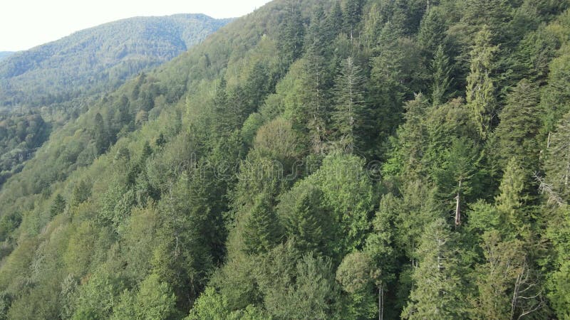 Bosque en las montañas. vista aérea de las montañas carpáticas en otoño. ucrania