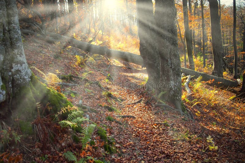 Bosque encantado foto de archivo. Imagen de viga, hermoso 27485596
