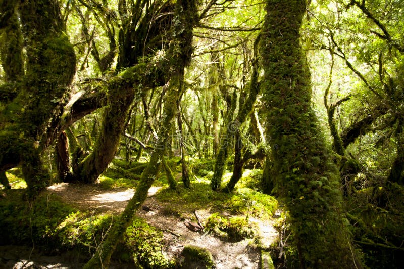 Bosque Encantado Parque Nacional De Queulat Chile Foto de archivo