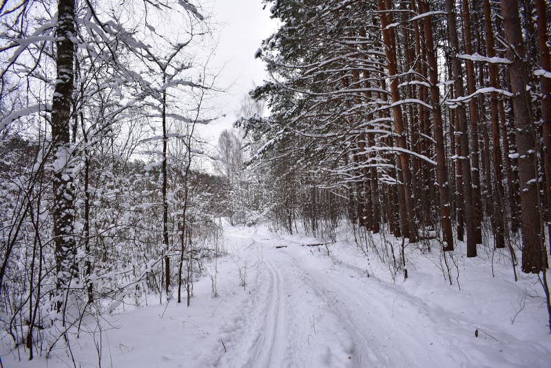 Bosque hermoso en la nieve, camino nevoso, invierno alrededor, cuento de hadas del invierno fotografía de archivo Bosque hermoso en la nieve, camino nevoso, invierno alrededor, cuento de hadas del invierno fotografía de archivo