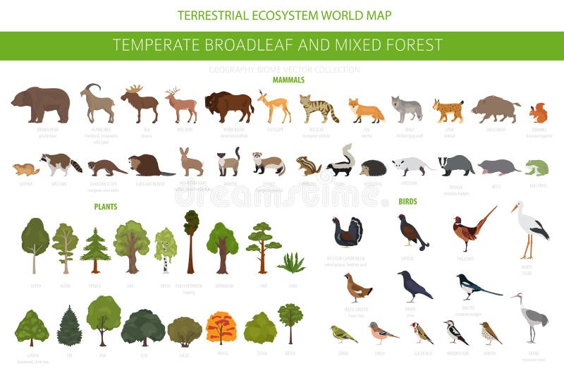 Bosque hojoso templado y bioma mezclado del bosque Mapa del mundo terrestre del ecosistema Diseño gráfico de los animales, de los