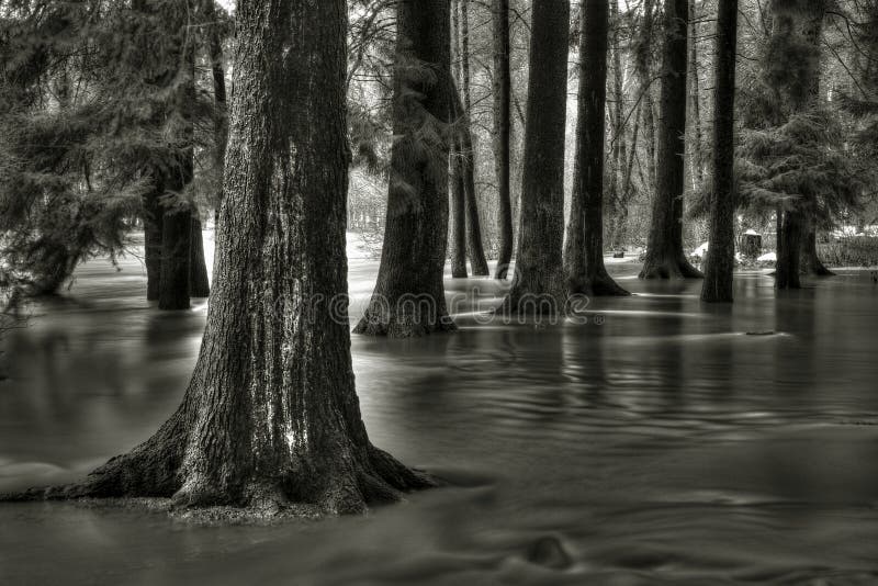 Bosque inundado imagen de archivo. Imagen de misterio 19156655