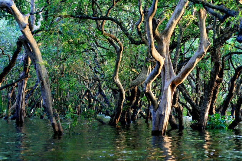 Bosque inundado imagen de archivo. Imagen de inundado 27441815