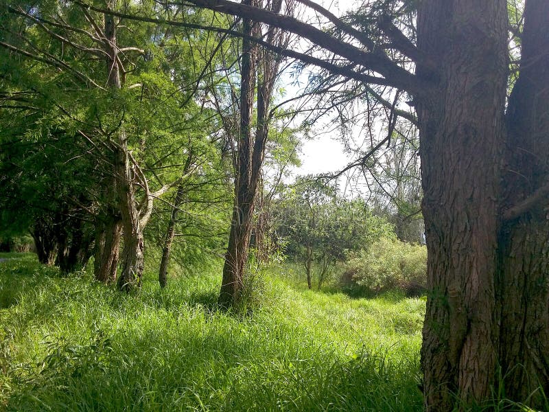 Bosque Mexicano En La Provincia De Oaxaca Imagen de archivo Imagen de