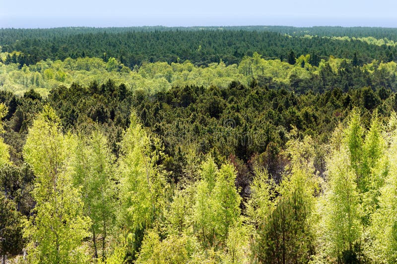 Top View Of Coniferous Forests In Mountain Valleys In