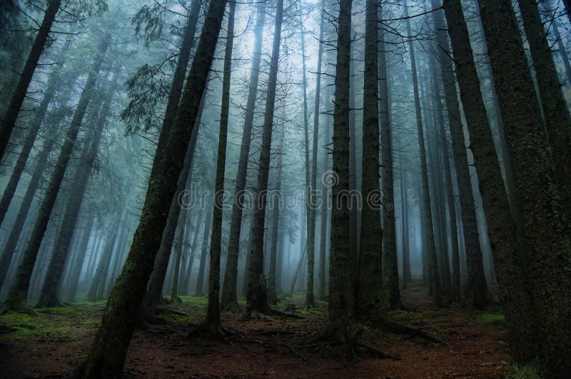 Bosque misterioso fotografía de archivo Bosque misterioso fotografía de archivo