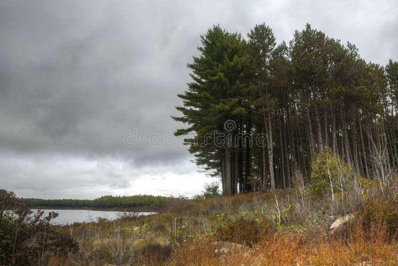 Bosque misterioso fotografía de archivo libre de regalías Bosque misterioso fotografía de archivo libre de regalías