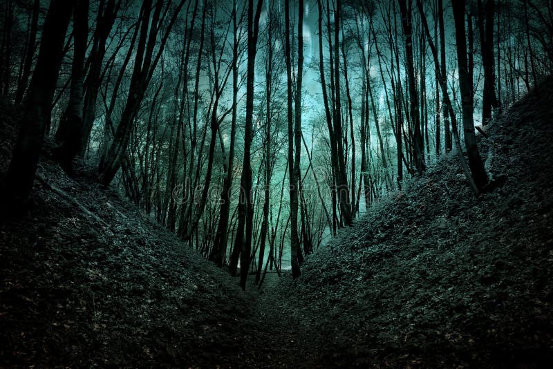 Bosque Misterioso En La Noche Foto de archivo Imagen de prado, tarde