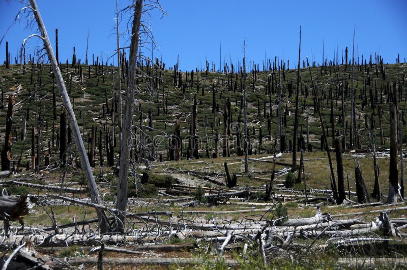 Bosque muerto foto de archivo. Imagen de descuidado, fuego 6417218