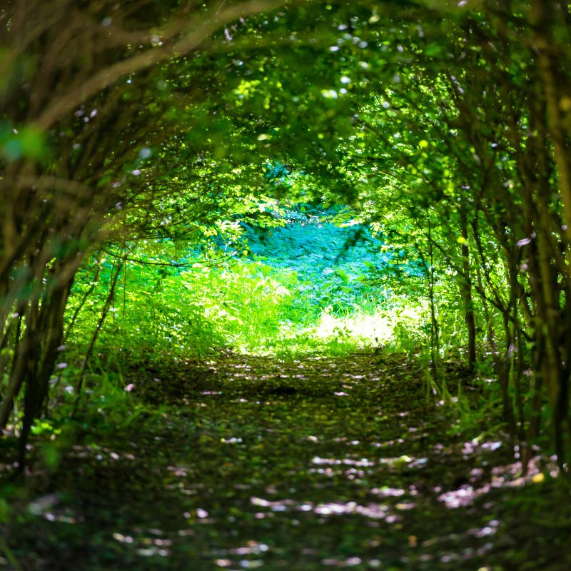 Bosque mágico con la trayectoria a la luz imágenes de archivo libres de regalías Bosque mágico con la trayectoria a la luz imágenes de archivo libres de regalías
